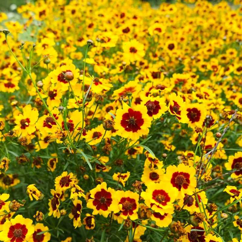 A field of Plains Coreopsis flowers featuring bright yellow petals with distinct deep reddish-brown centers, growing on slender green stems in a dense, natural cluster.