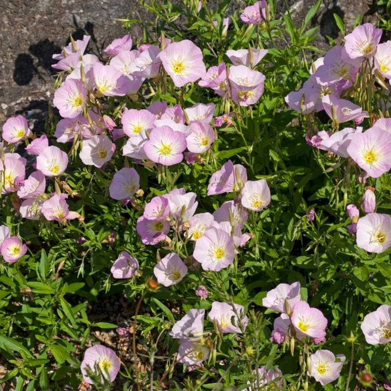 A cluster of Pink Evening Primrose flowers featuring delicate, bowl-shaped pale pink petals with yellow centers, blooming amidst a bed of green foliage.