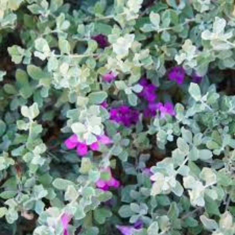 A close-up of Texas Sage (Cenizo) showing its signature silvery-green oval leaves and vibrant purple-magenta flowers blooming throughout the foliage